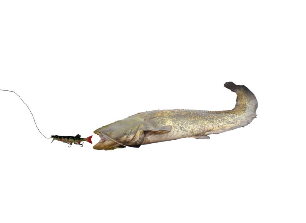 mit Gummifisch auf Wels mit Gummifisch auf Waller