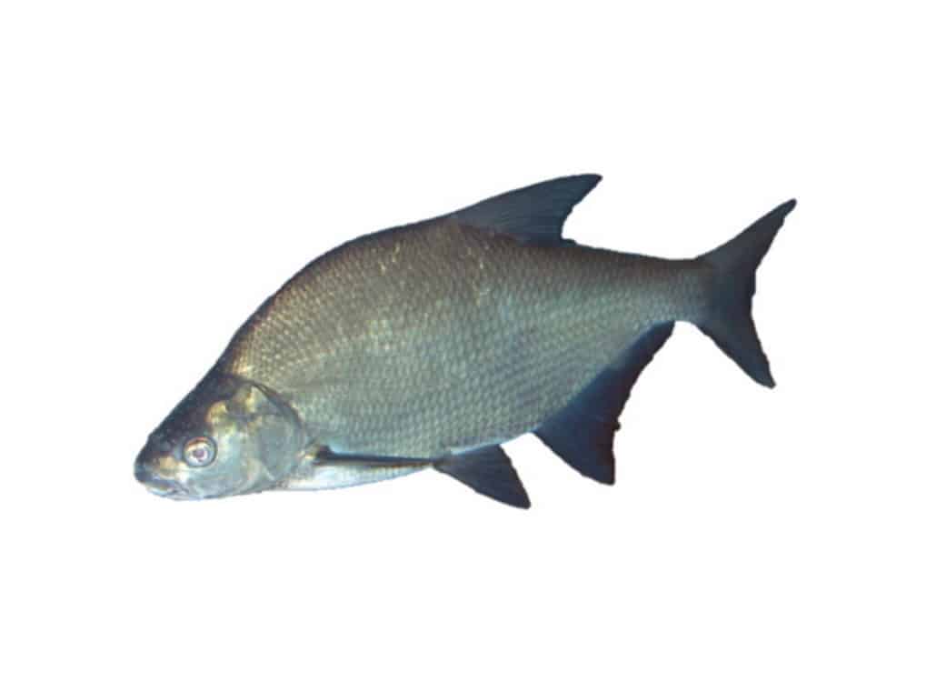 Welsköder Bachse Wallerköder Bachse