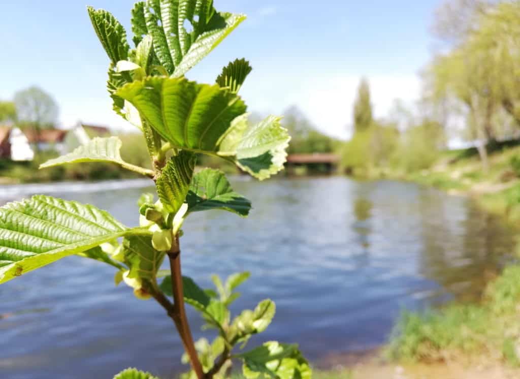 fruehlingsbeginn_wallerangeln