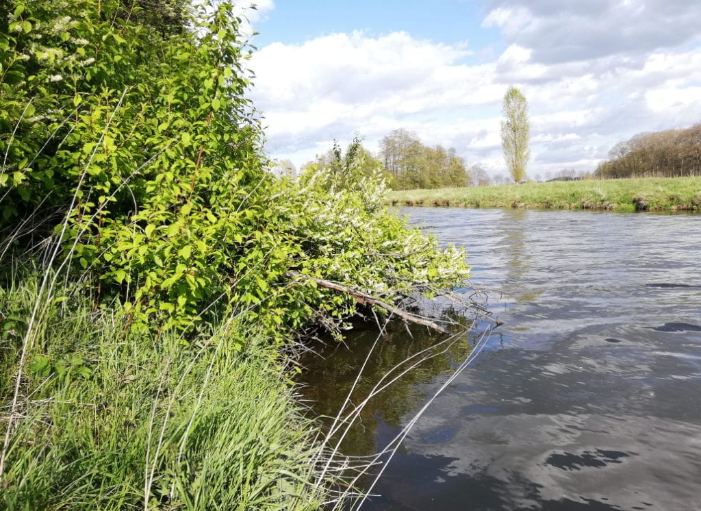 Wallerangeln im Frühling