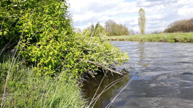 wallerhotspot_ueberhaengender_busch_fruehling wallerhotspot_ueberhaengender_busch_fruehling